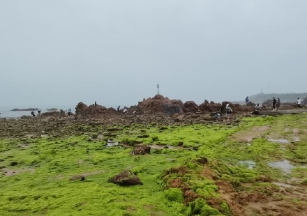 滸苔又來(lái)了? 滸苔又來(lái)了?